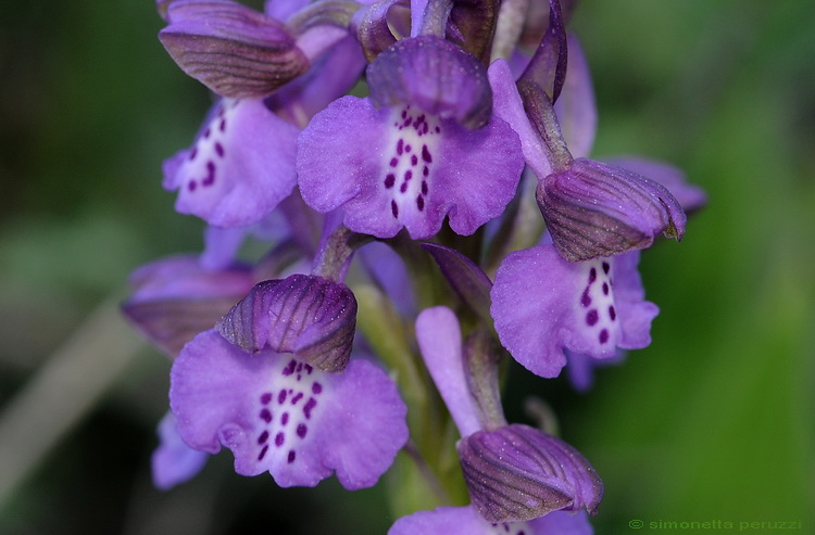 Orchidee del Chianti - Ophrys sphegodes e altre...